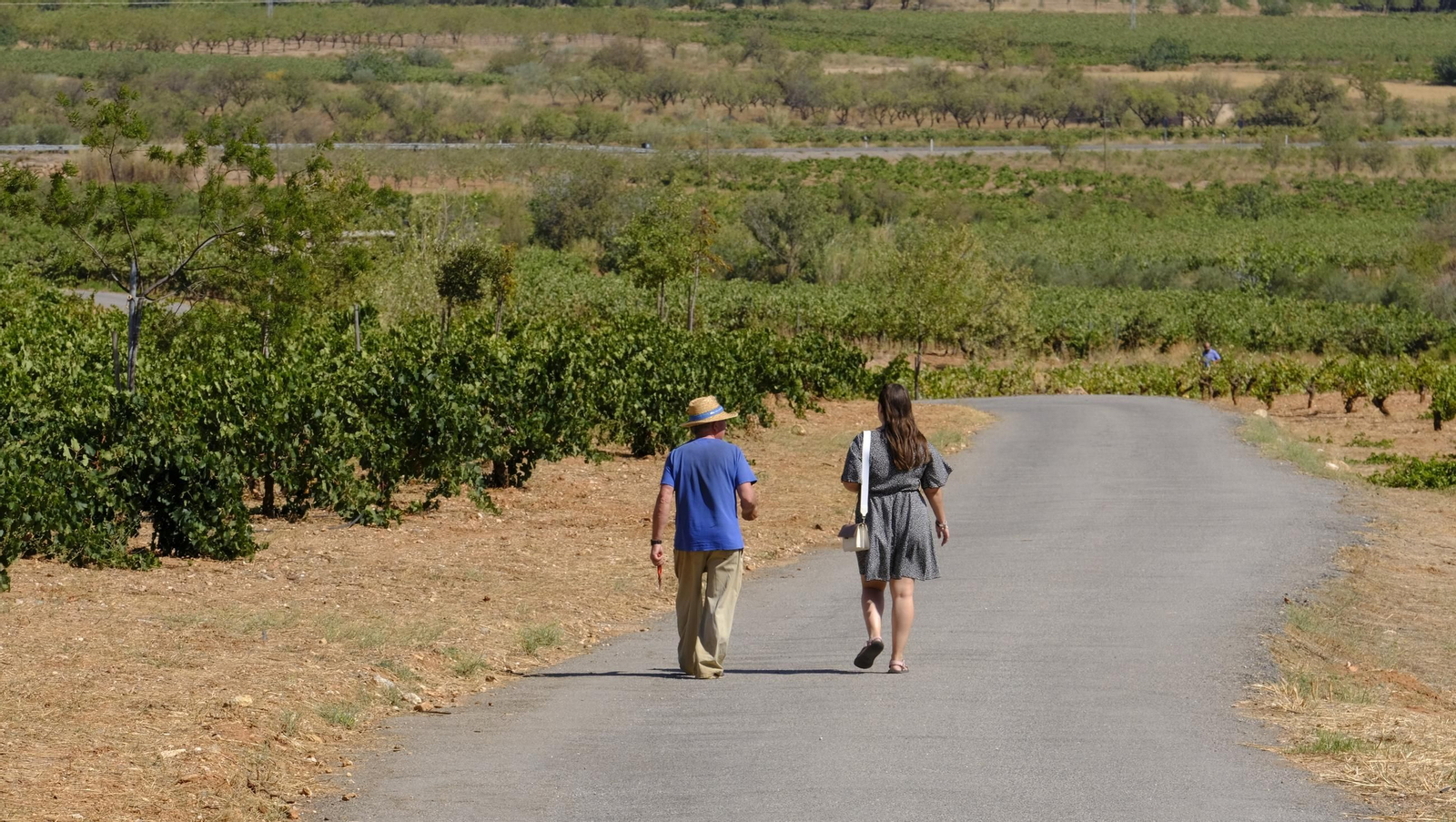 La vendimia en la Bodega Cortijo del Cura de Laujar, en imágenes