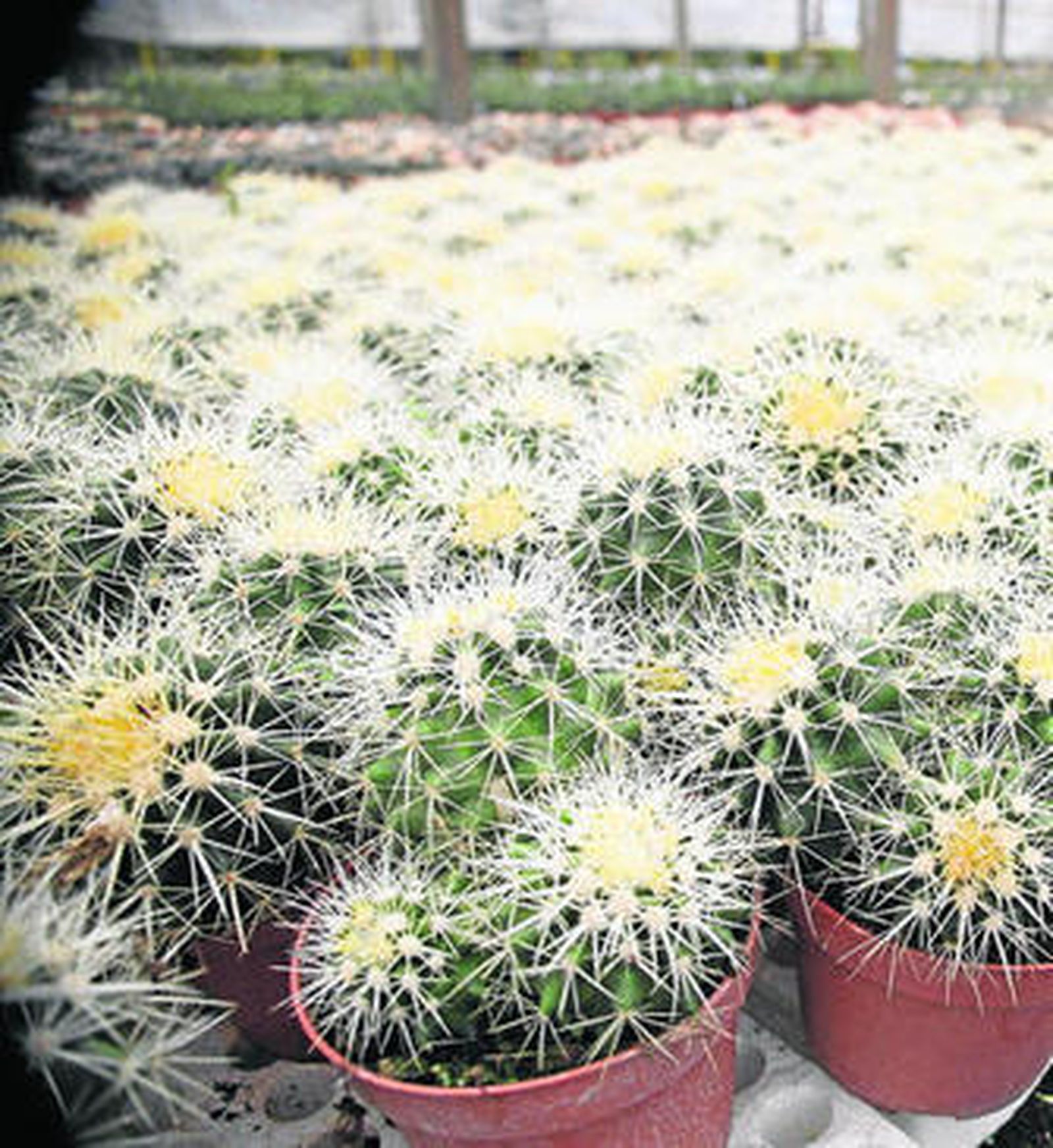 Algunas plantas tienen nombres llamativos como 'asiento de la suegra'.