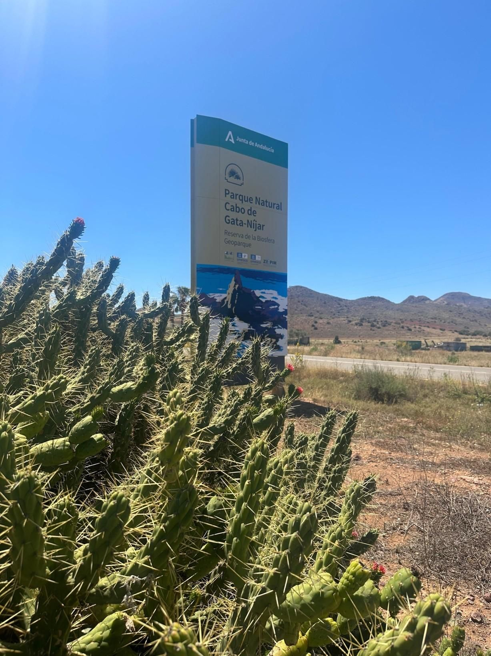 Invasión de Austrocylindropuntia subulata en Cabo de Gata, Almería.
