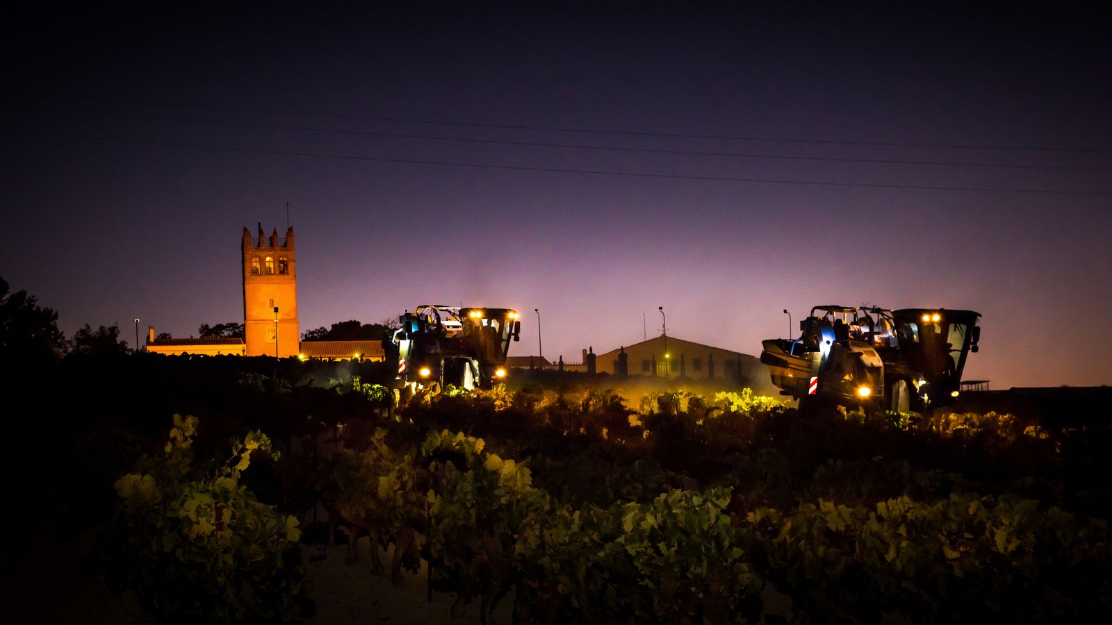 Dos máquinas cosechadoras durante el inicio de la vendimia en el Pago de Macharnudo