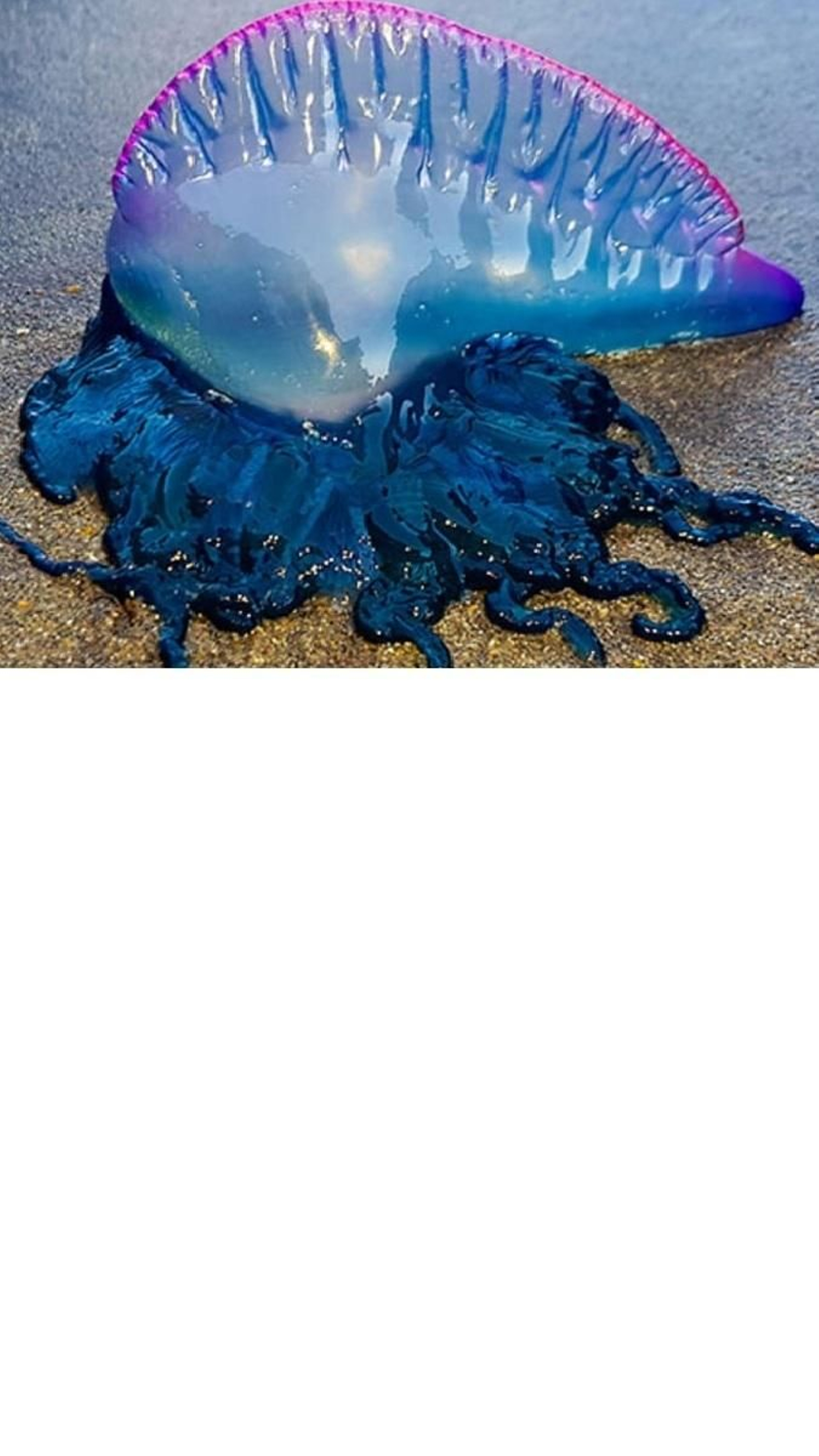 Una de las carabelas portuguesas aparecidas en la costa gaditana.