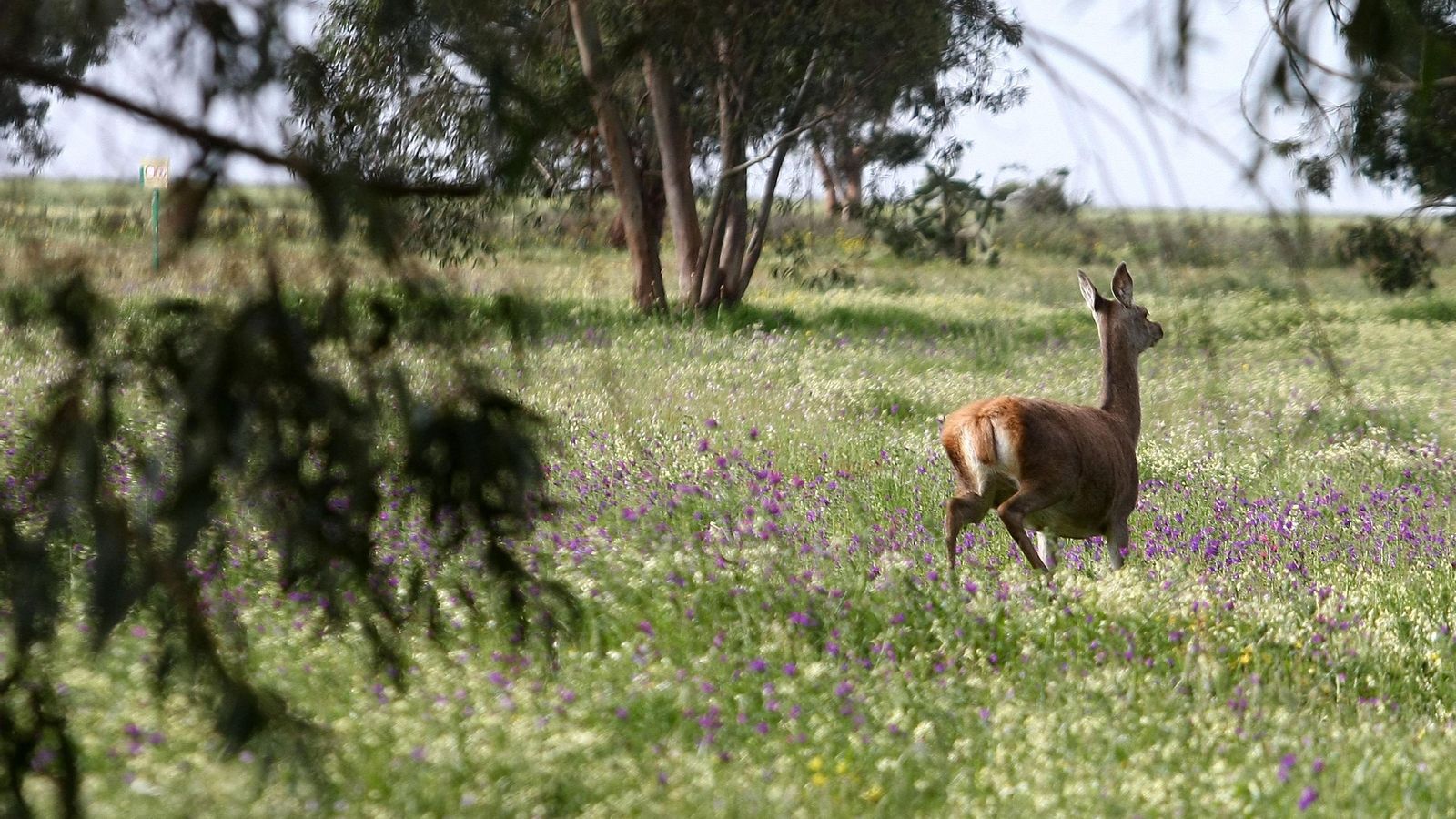 Doñana en Hinojos