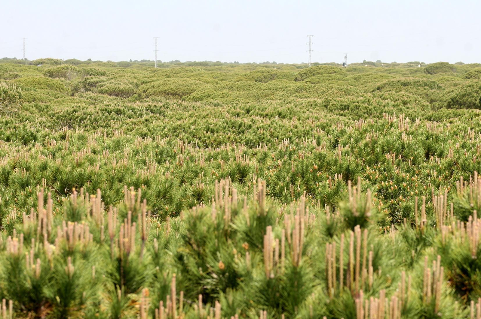 El mar de pinares es una imagen ya característica de muchas zonas de nuestra provincia, como esta del Parque Dunar de Doñana.
