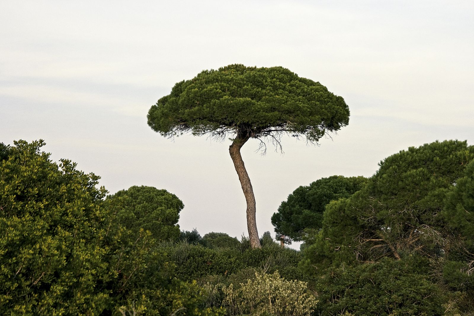 Pinar de 'Las Yeguas'