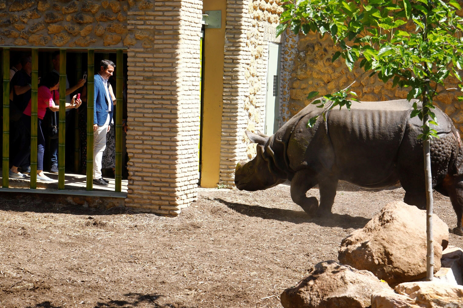 Así es Manas, el rinoceronte indio del Zoo de Córdoba
