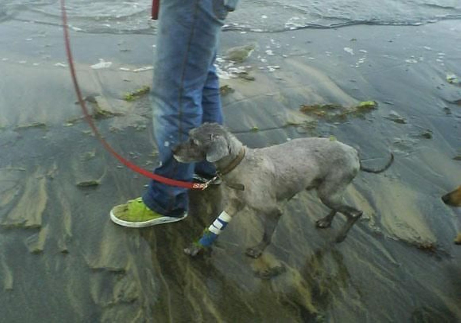 El perro 'Raitán' se está recuperando "muy bien" y podría ser adoptado