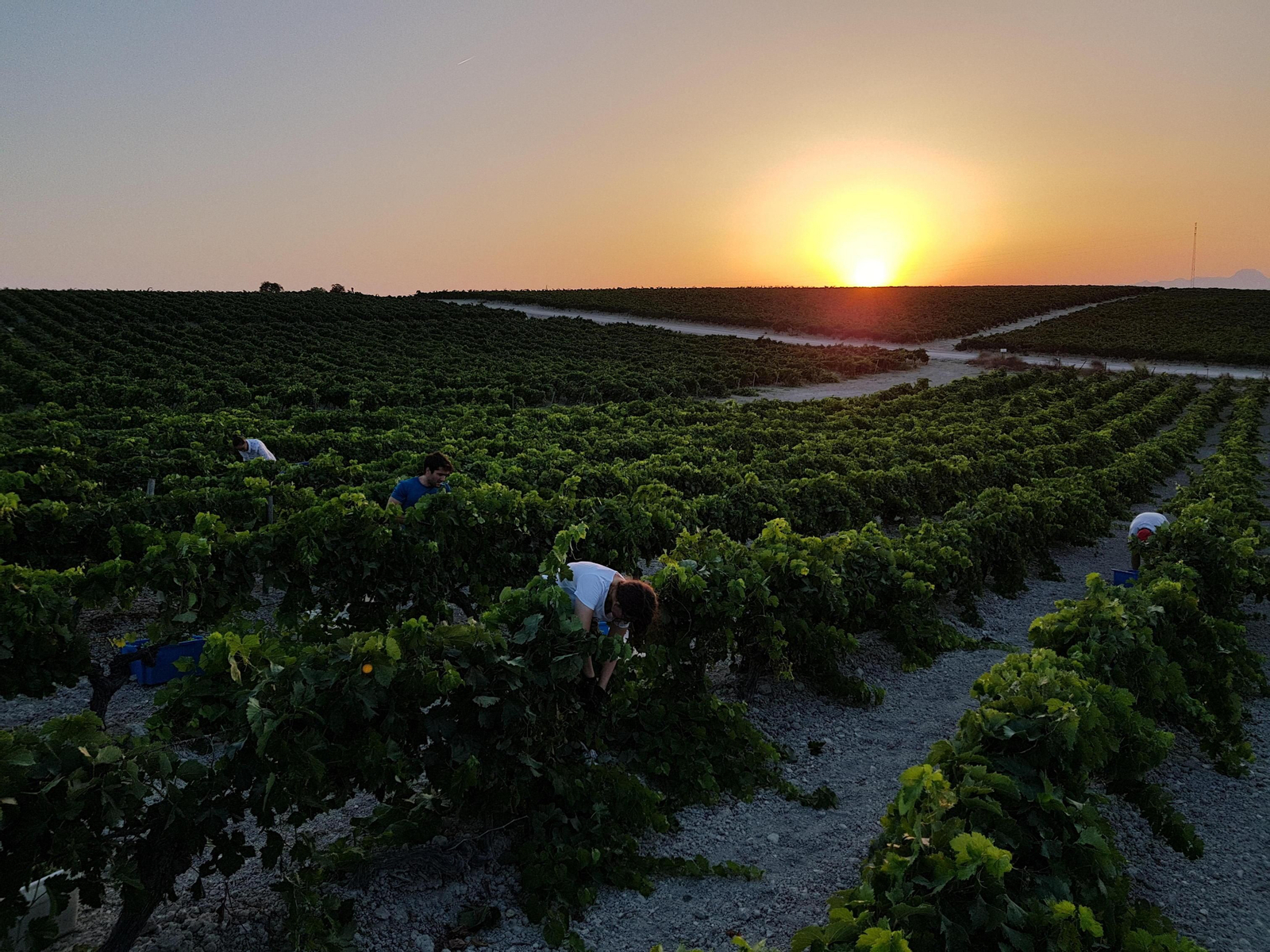 Aclareo de uva verde en la viña de Bodegas Luis Pérez para la selección de los racimos más maduros.