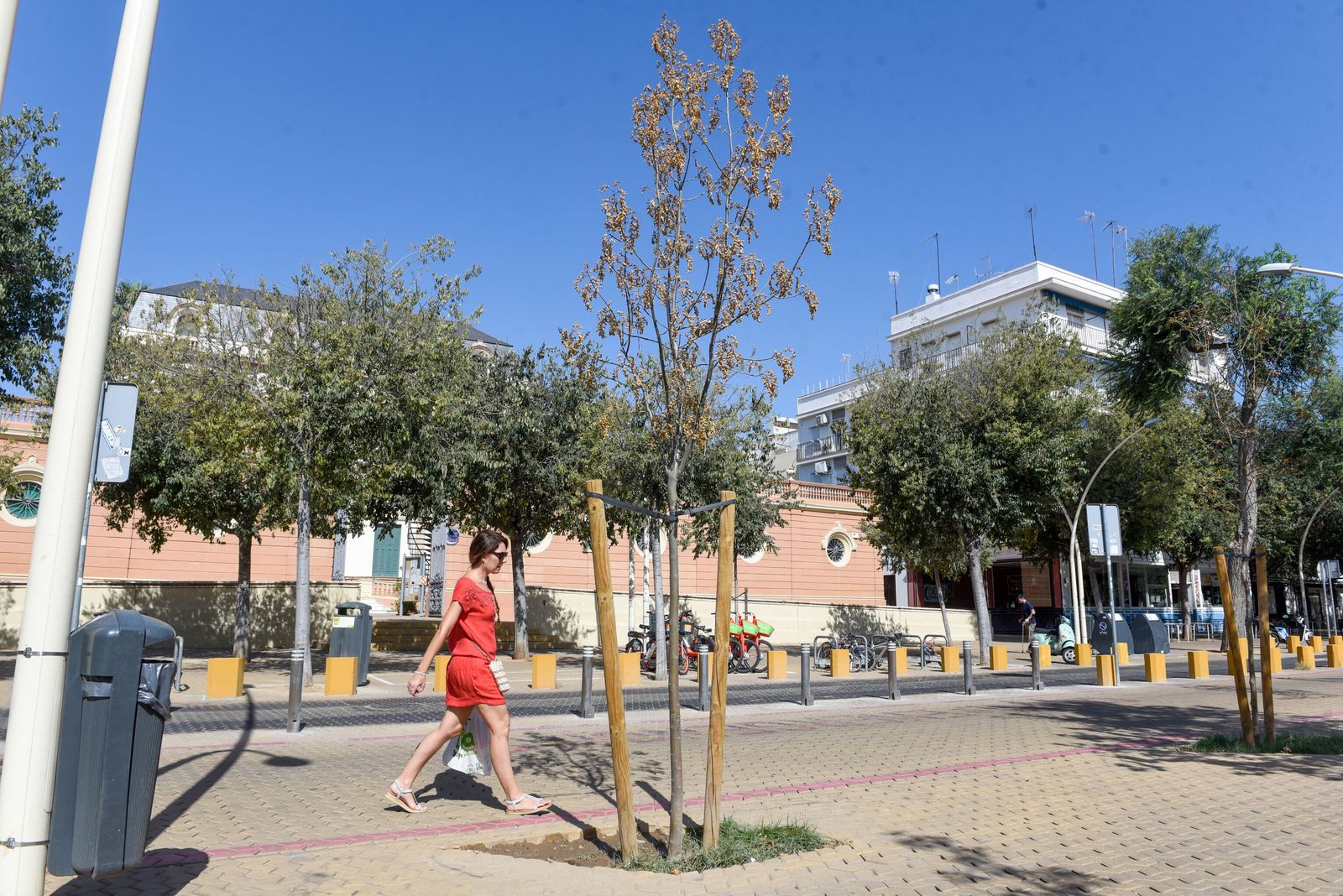 Uno de los árboles jóvenes que se han secado en la Alameda.
