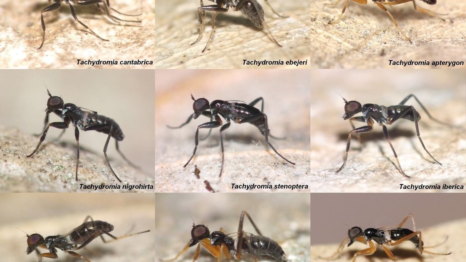 Especies de mosca-hormiga únicas de la Península Ibérica