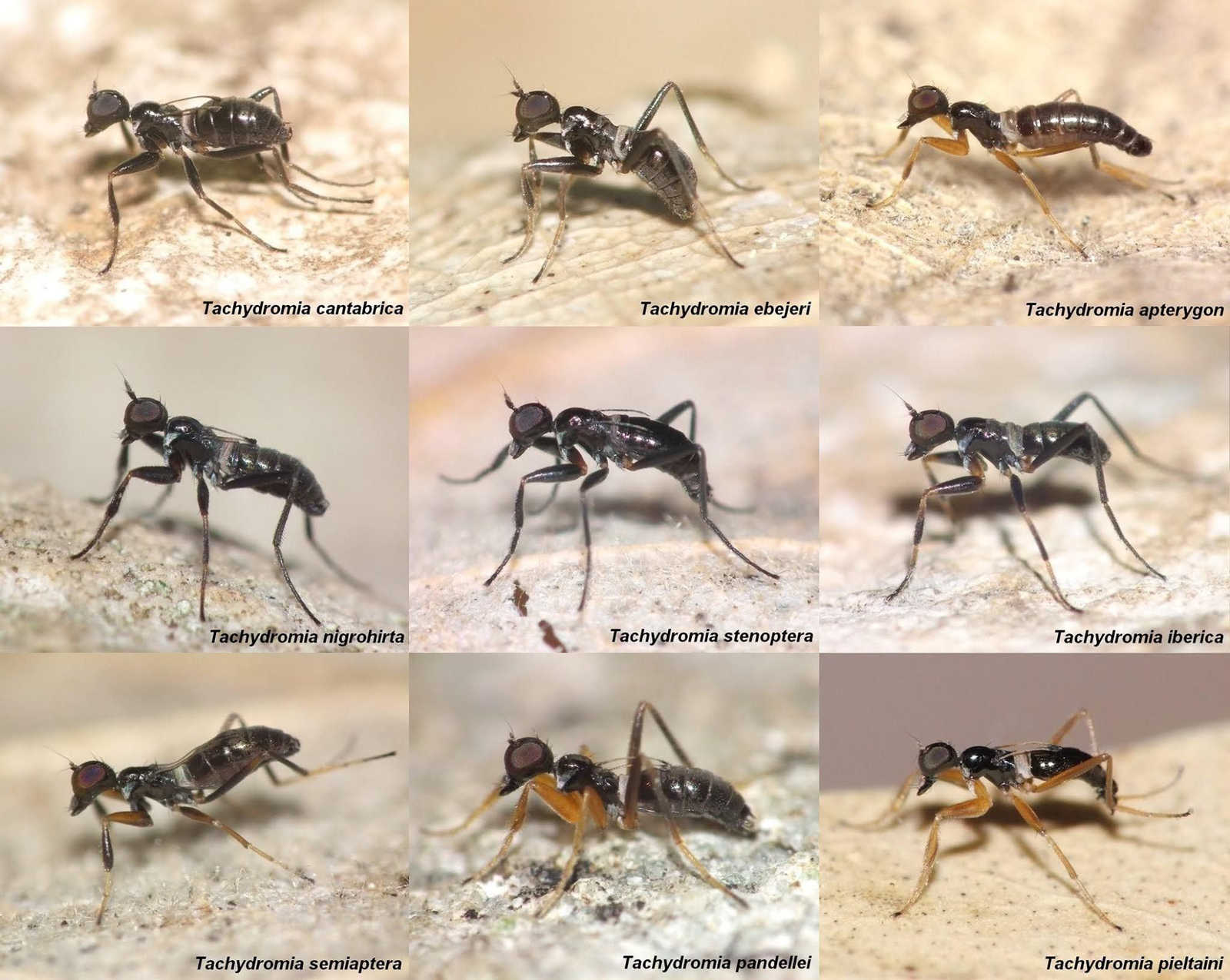 Especies de mosca-hormiga únicas de la Península Ibérica