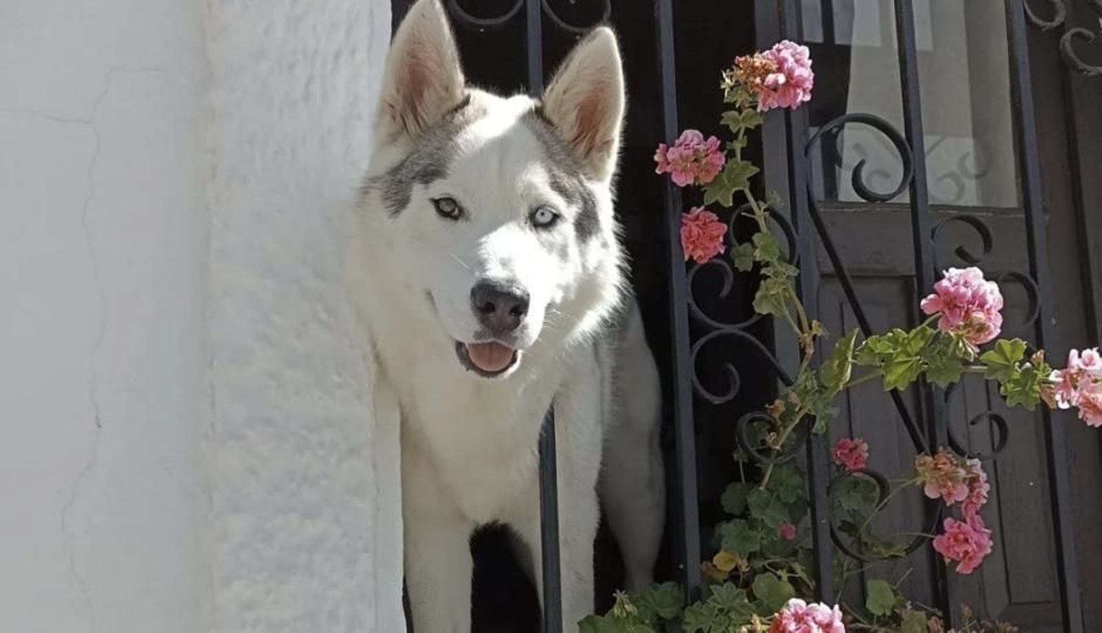 Halong, el husky 'instagramer'.