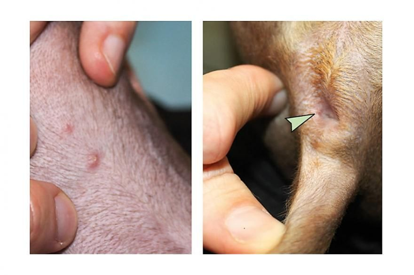 Una persona contagia a su perro con el virus dela viruela del mono