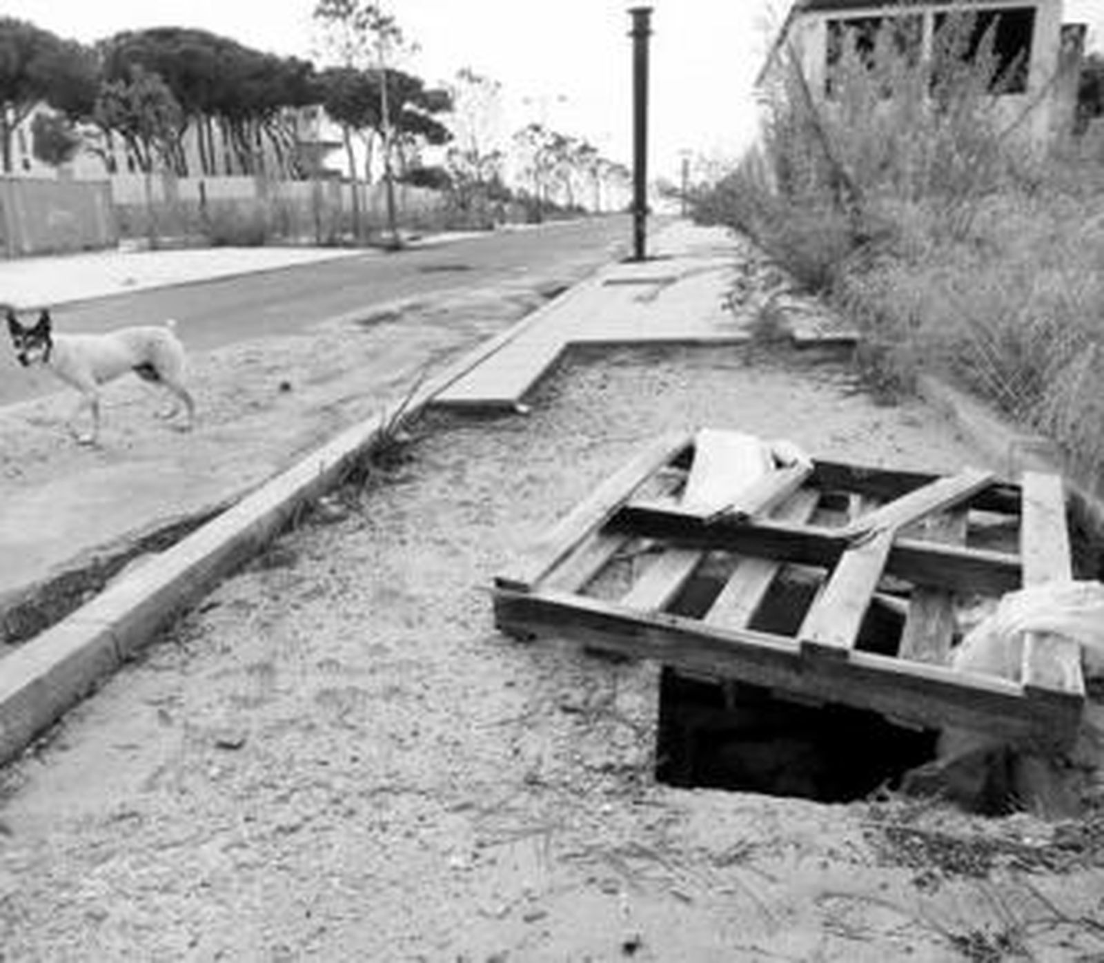 La tala ilegal de un árbol, de 33 céntimos a 300 euros de multa