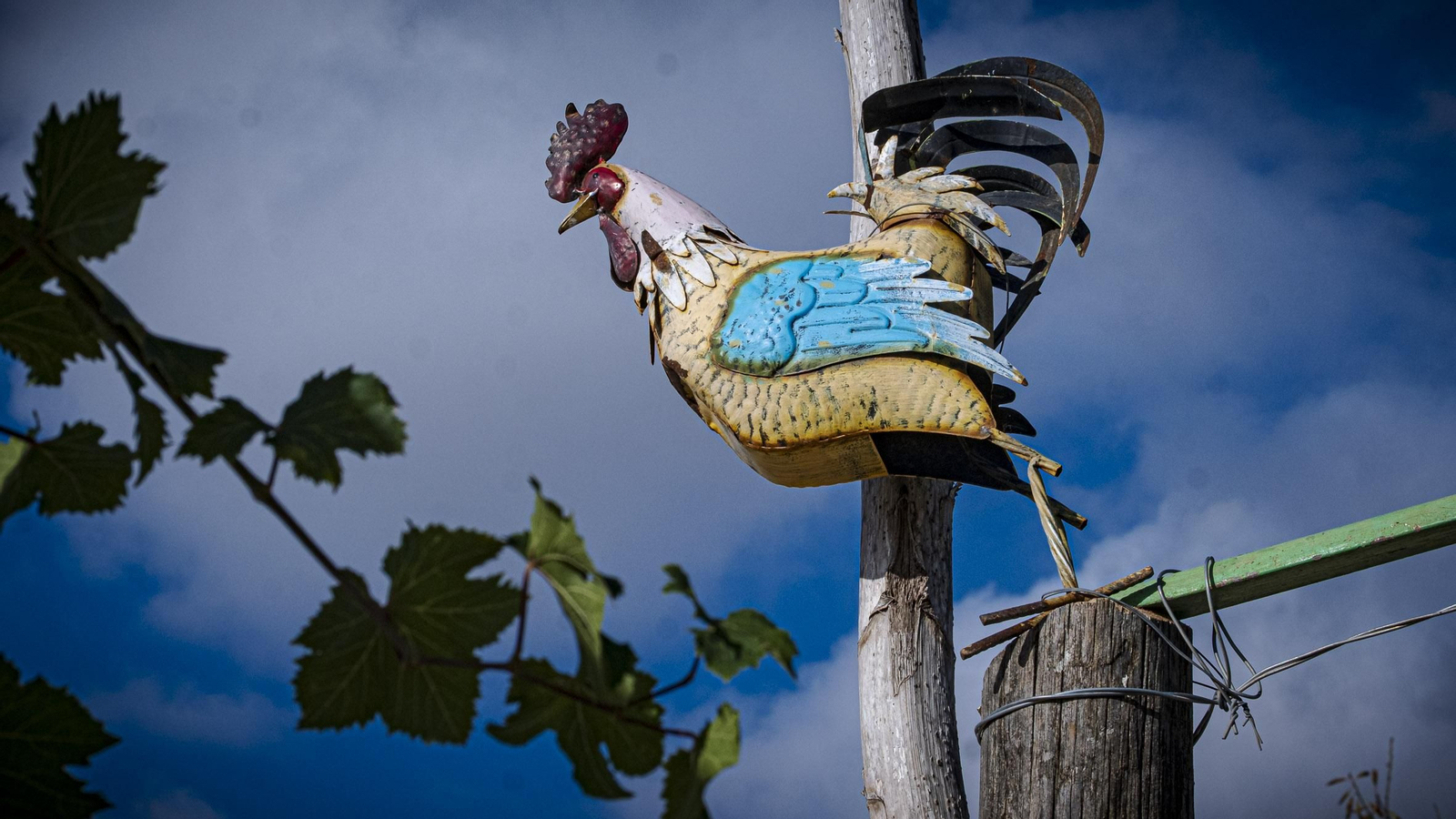 Juanino, el defensor de la nobleza del burro desde Vejer