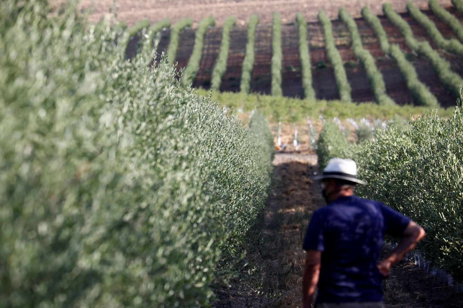 Cultivo de olivar en Córdoba.
