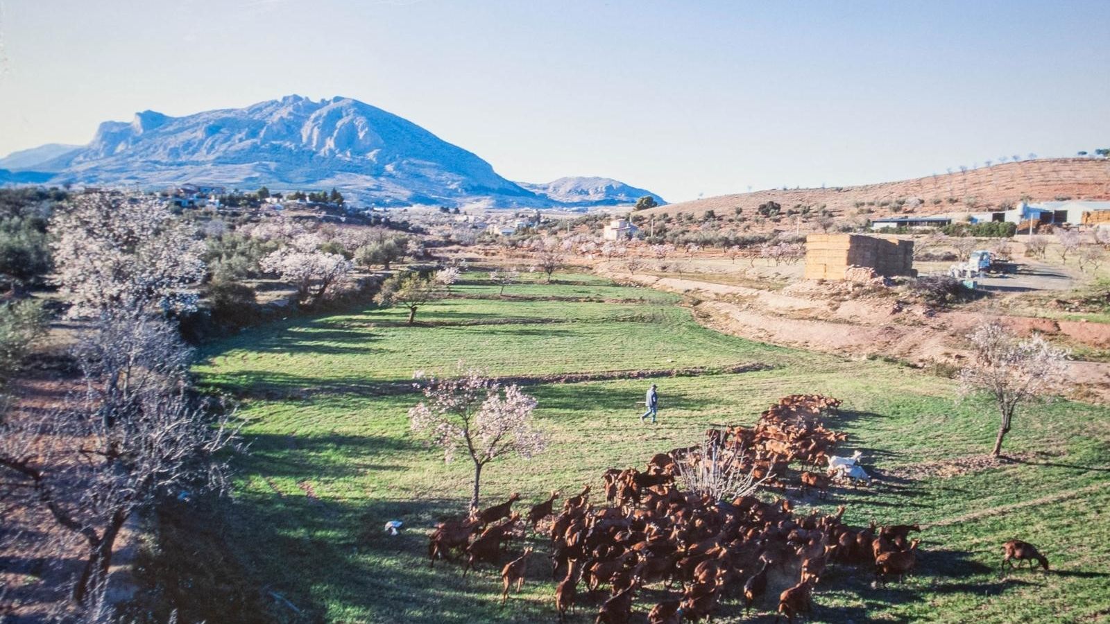 El ganado de Cintia pastorea por una de las pocas zonas verdes este año de Los Vélez.