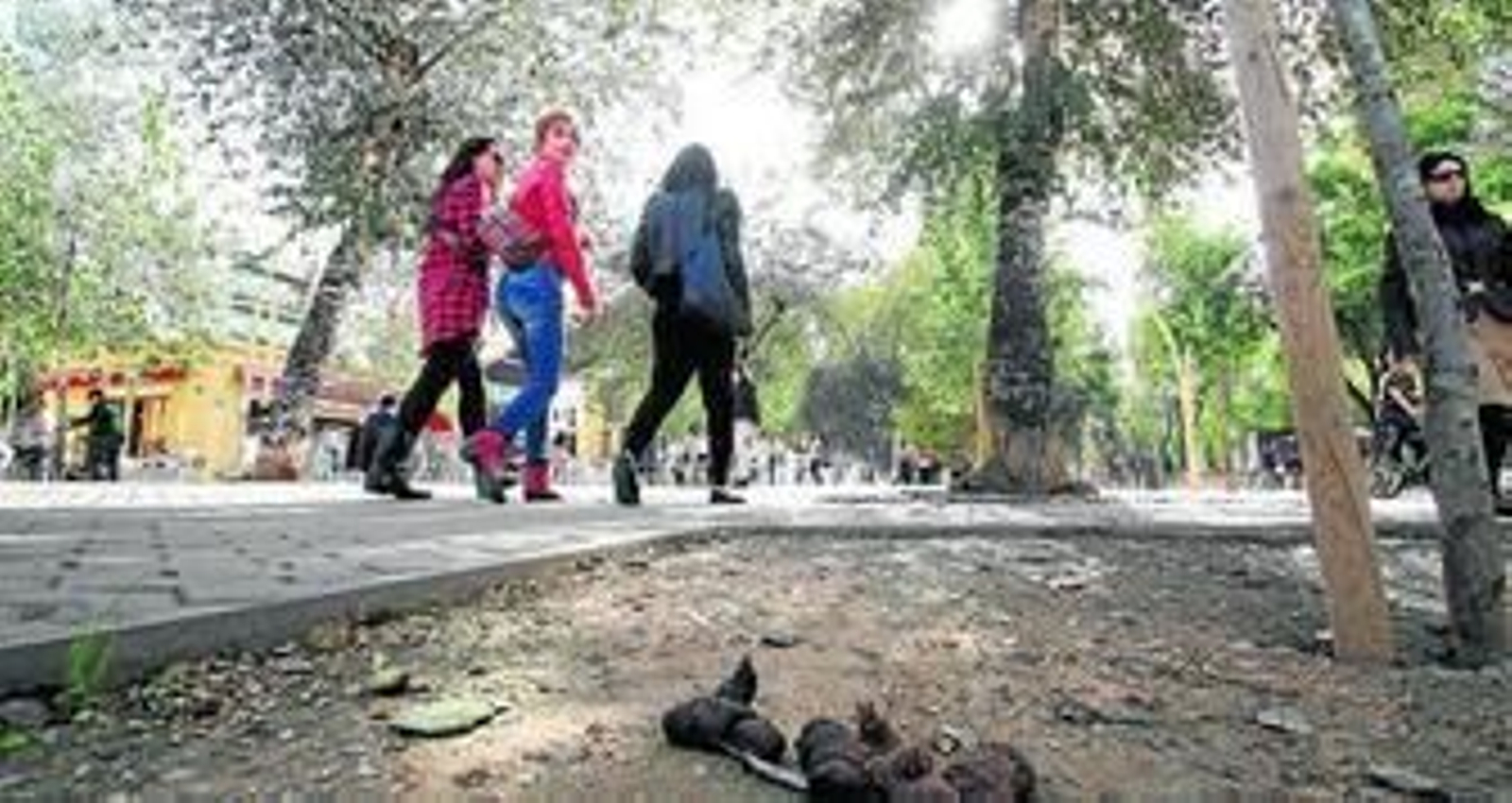 Excrementos de perro sin recoger en la Alameda de Hércules.