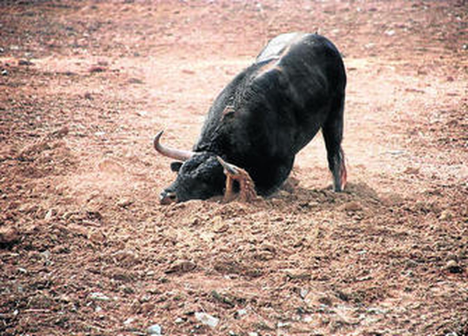 Arriba, afilando los pitones en la tierra un cuatreño con ganas de intimidar. Abajo izquierda, Fernando Ramos, mayoral de la ganadería. A la derecha, el ganadero Manuel Ángel Millares.