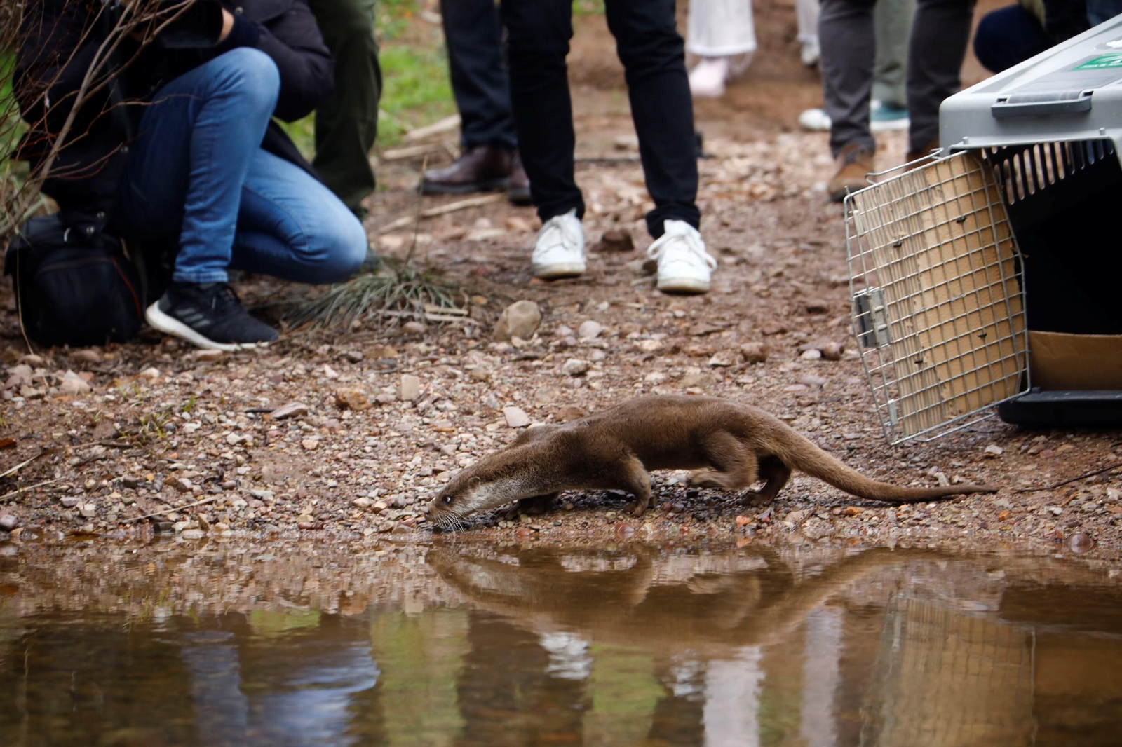 La suelta de la nutria recuperada en Córdoba, en imágenes La suelta de la nutria recuperada en Córdoba, en imágenes