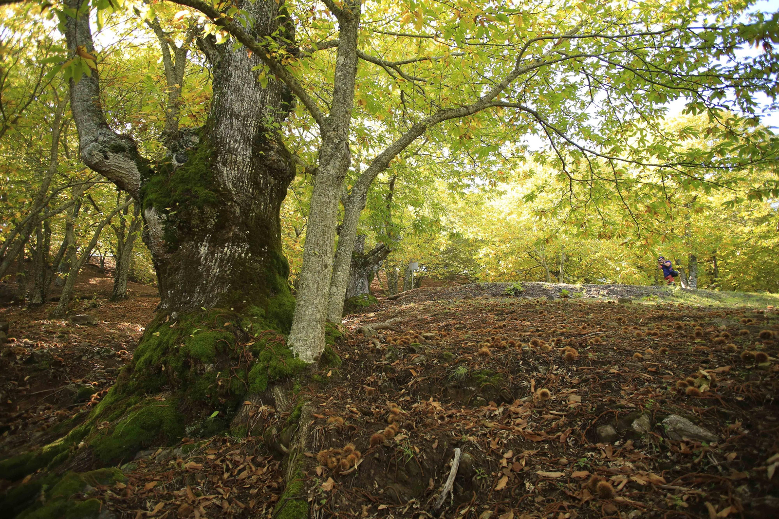 Visitante tomando una fotografia de uno de los castaños centenarios.