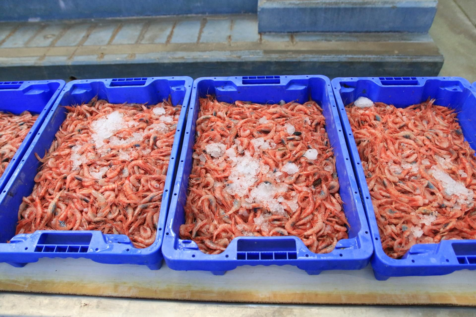 Vea cómo se descargan y se venden en la lonja la Gamba Roja de Almería