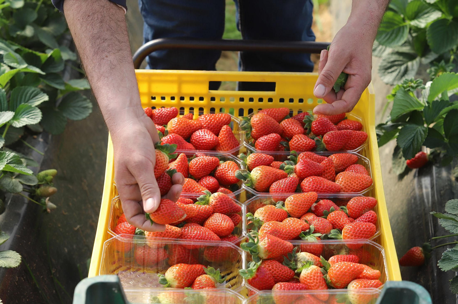 Imágenes de la realidad del trabajo en el campo