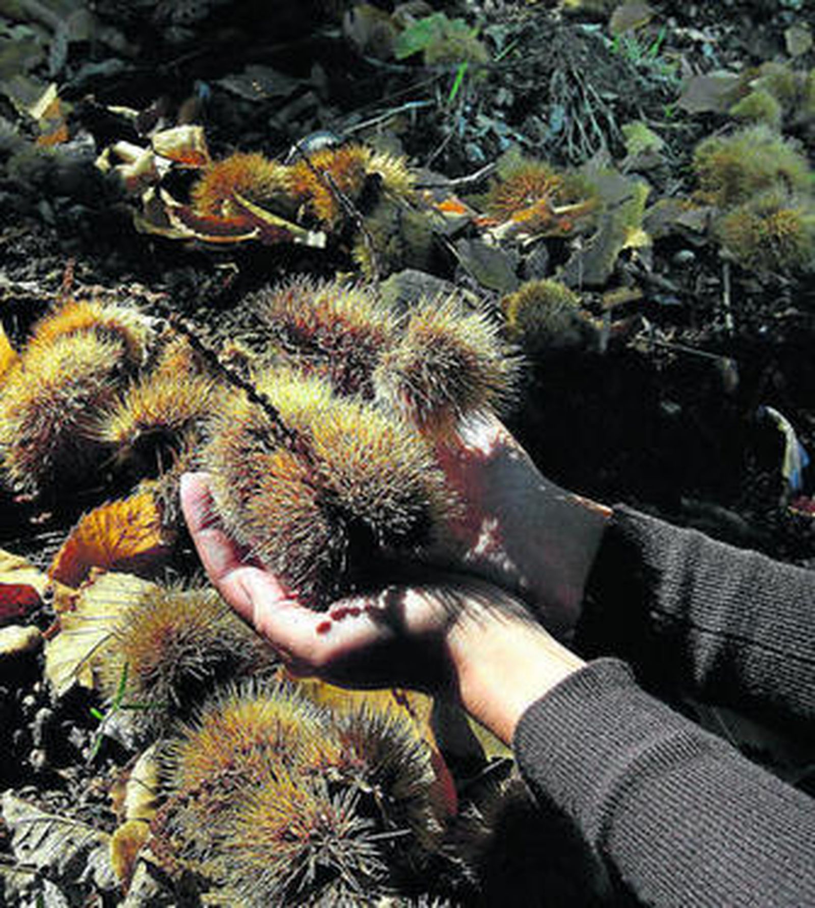 Erizos bajo un castaño del Valle del Genal.