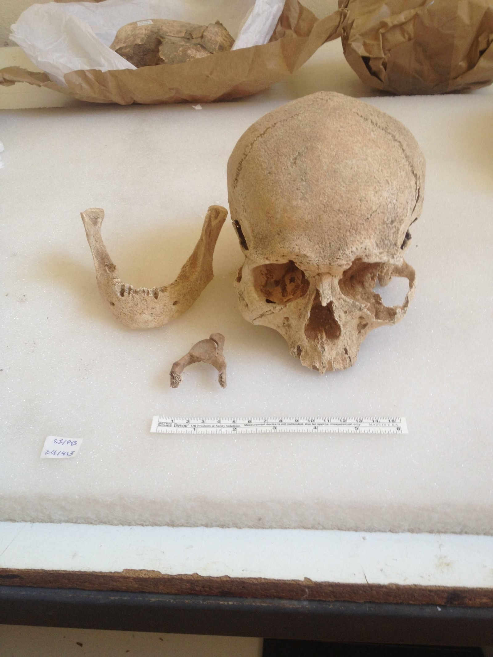 El cráneo de Los Alcores, en el Castillo de Mairena del Alcor.