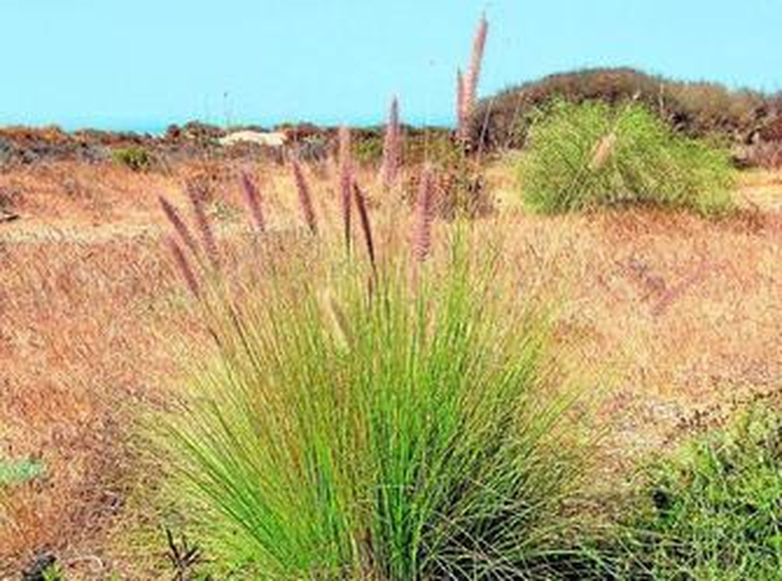 Imagen de la planta en el litoral del municipio.