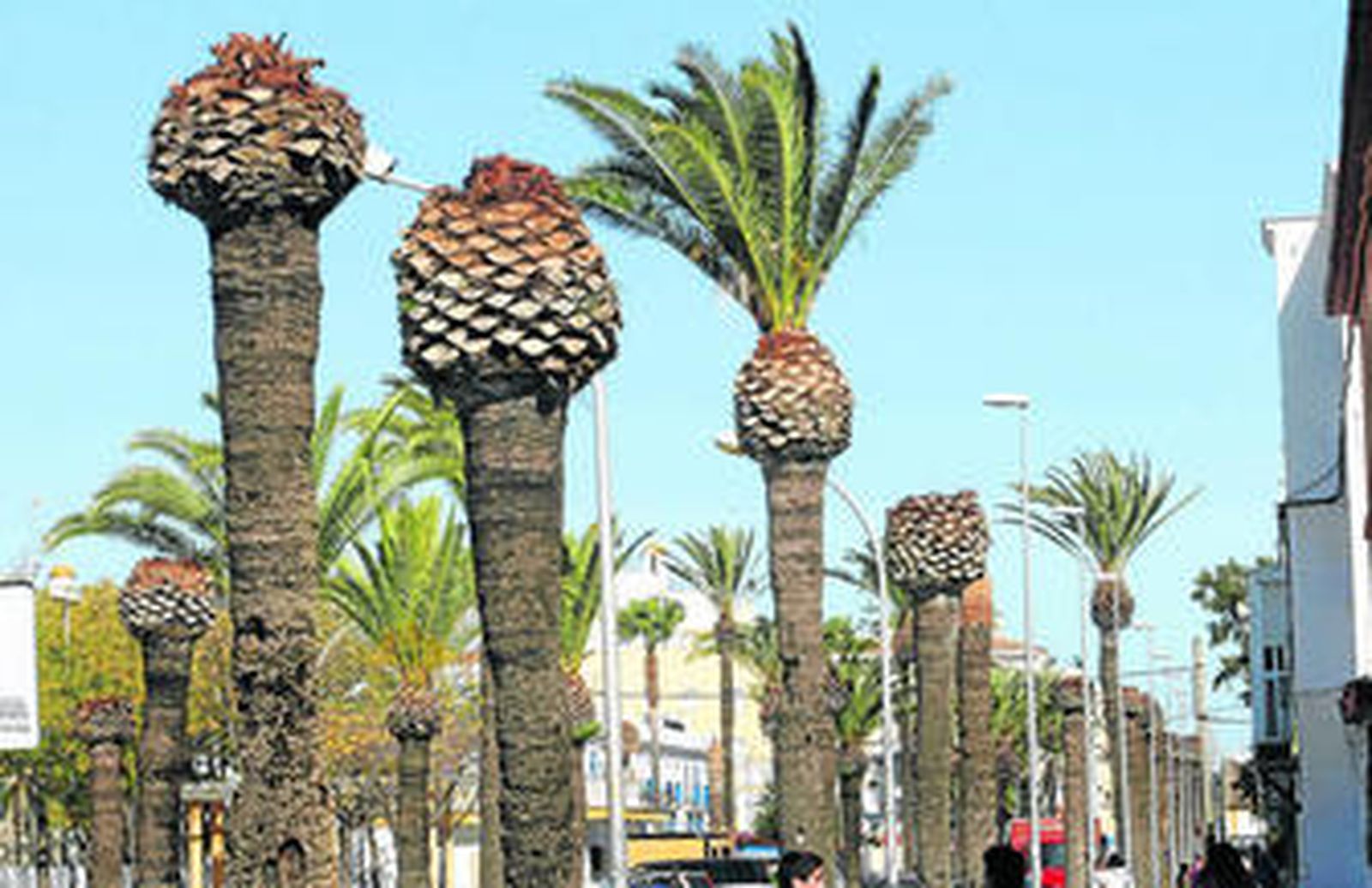 Las palmeras de la avenida Menesteo han sido las más afectadas por la plaga del picudo rojo, como se puede observar en esta imagen.