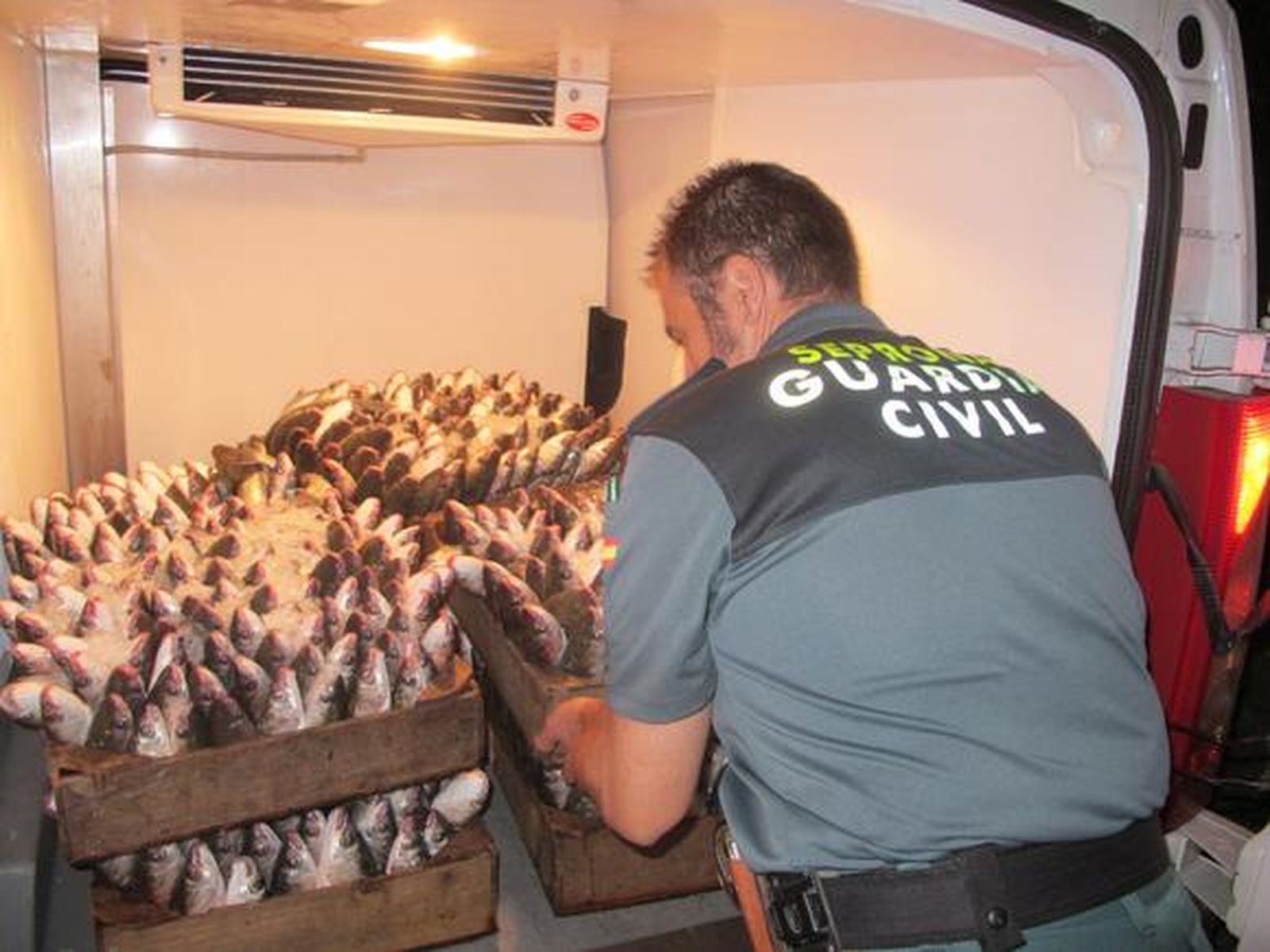 Decomisan 400 kilos de albures pescados en el Guadalquivir