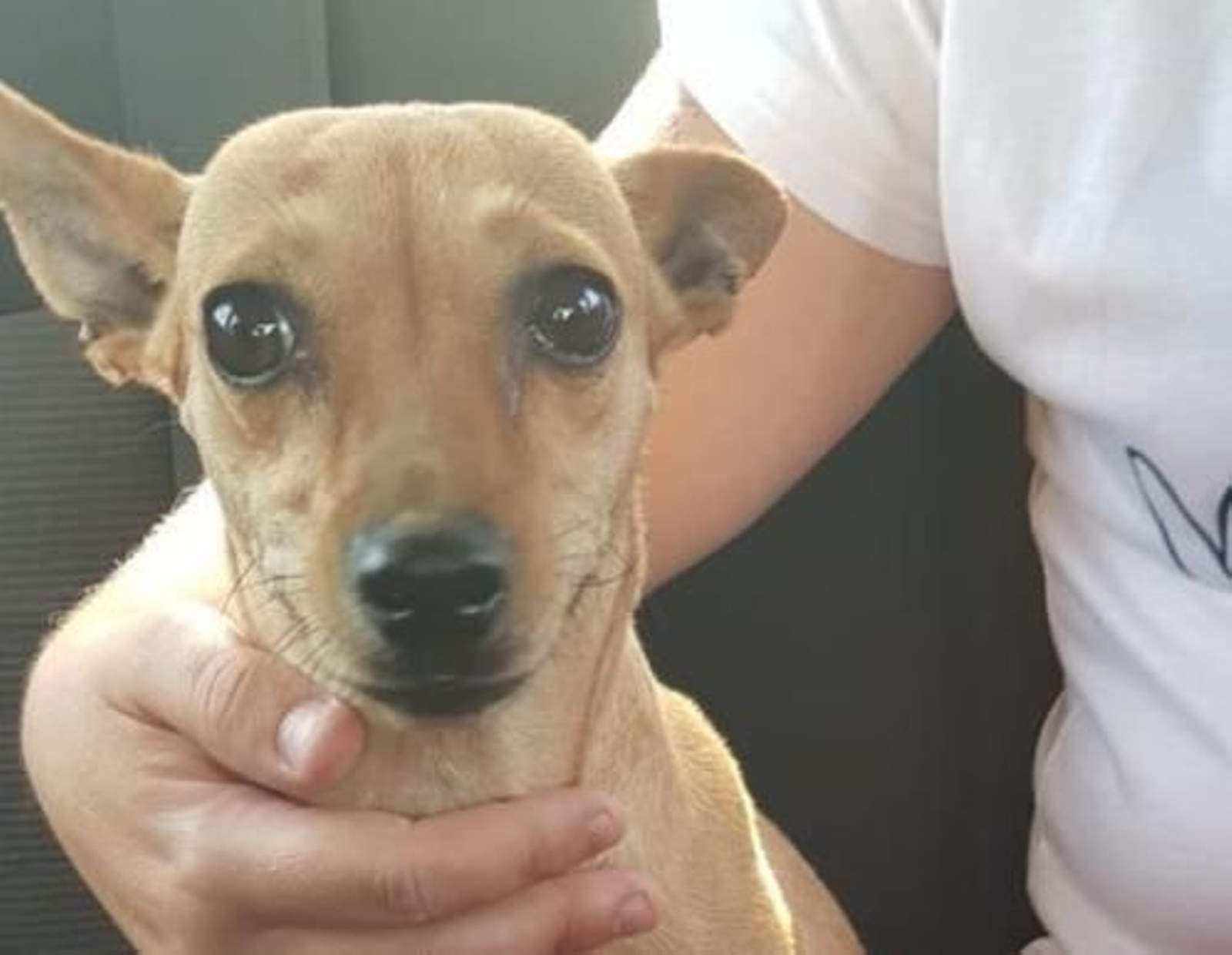 Salvaje maltrato a un perrito en Mairena del Aljarafe