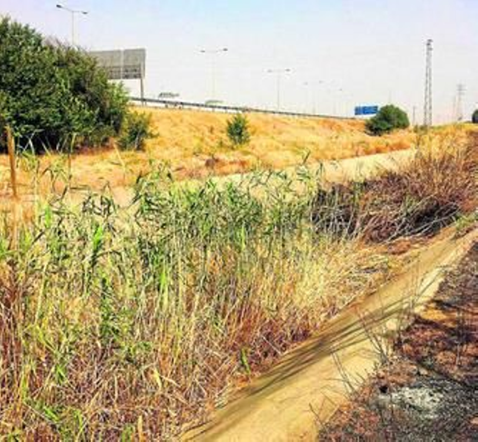 Una imagen del canal de la SE-30 lleno de vegetación, que crece sobre la tierra acumulada. Una imagen del canal de la SE-30 lleno de vegetación, que crece sobre la tierra acumulada.