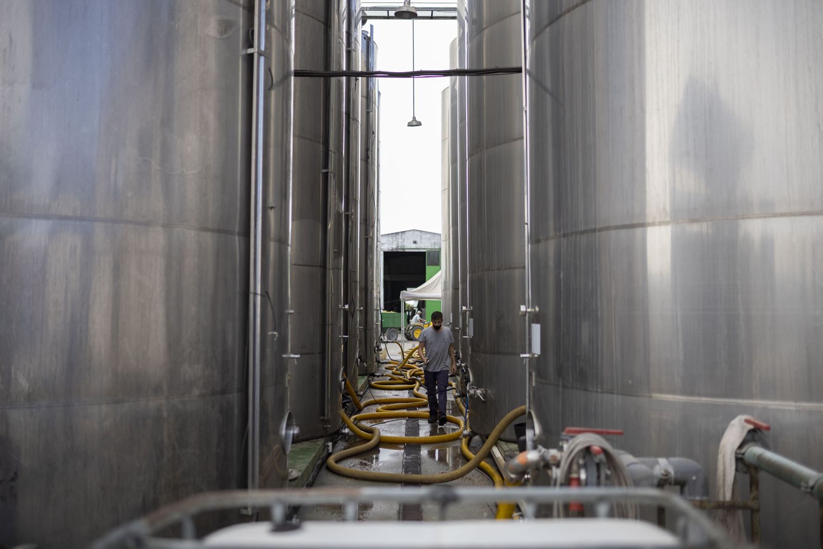 Imágenes de la vendimia en el Condado de Huelva