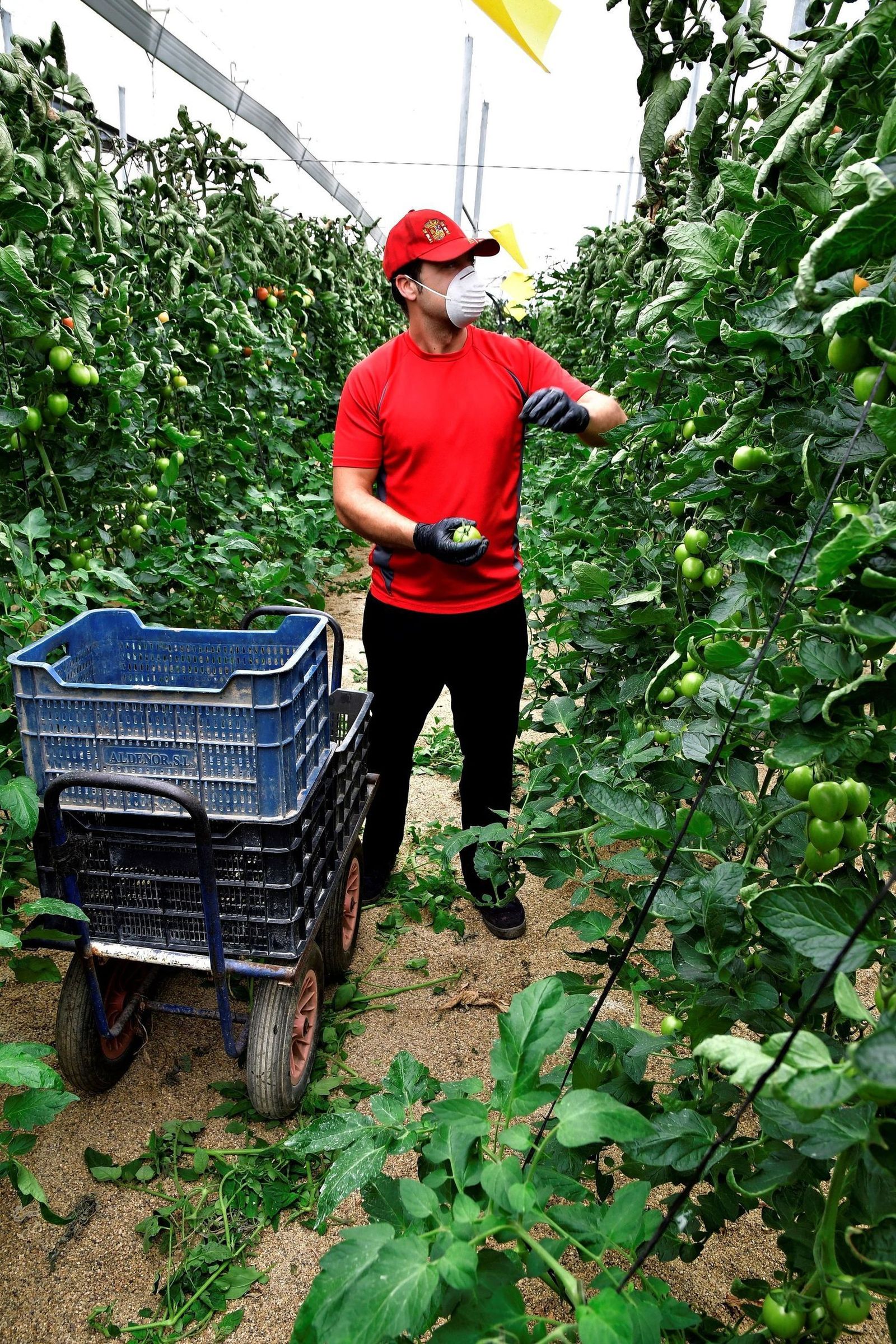Agricultor a pie de campo, en La Mojonera, durante estos meses de confinamiento.