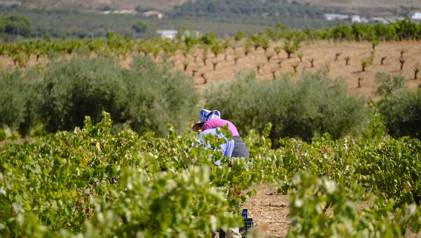 La vendimia en la Bodega Cortijo del Cura de Laujar, en imágenes