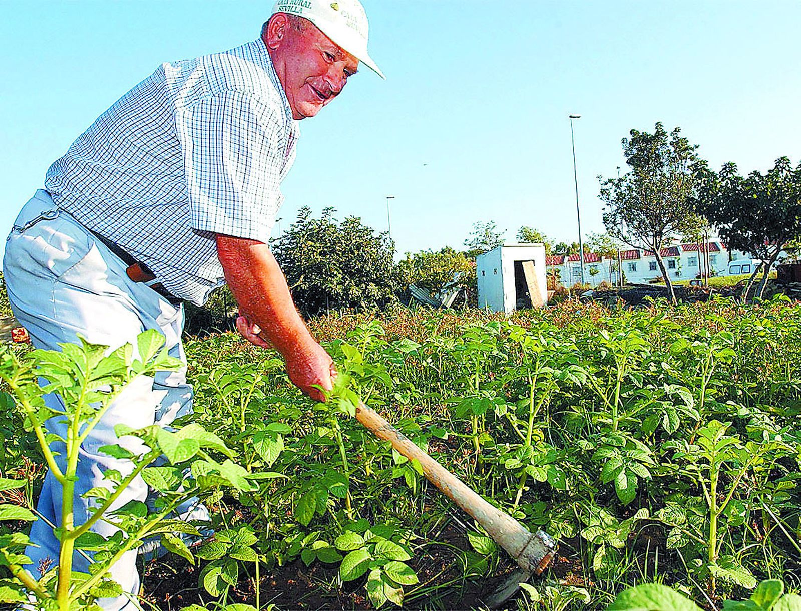 Un jubilado realiza trabajos como operario en una finca.