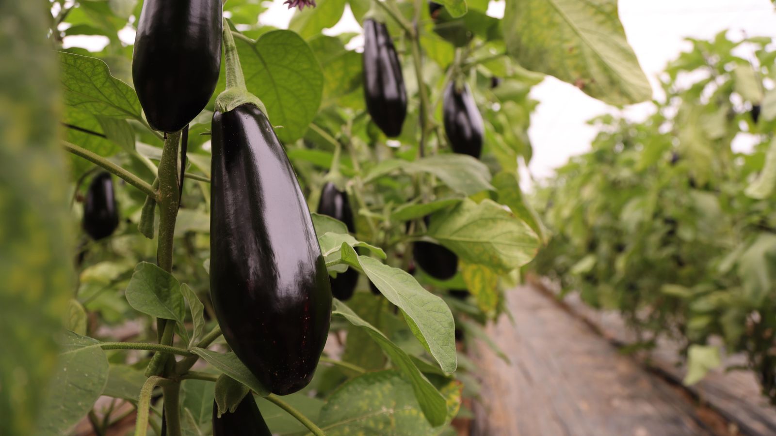 La nueva variedad de las berenjenas: Serafina.