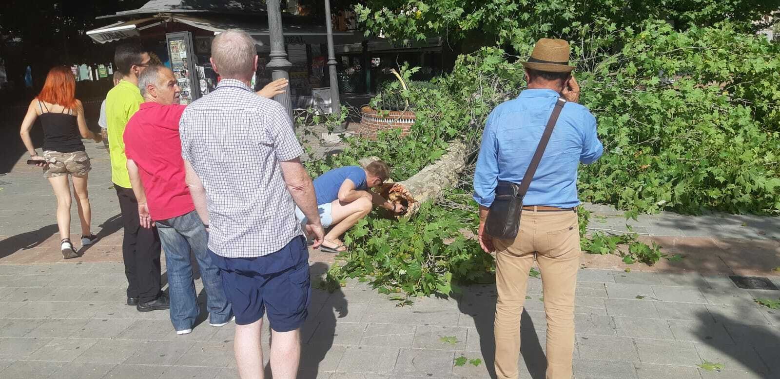 Imágenes de la rama caída en la Fuente de las Batallas