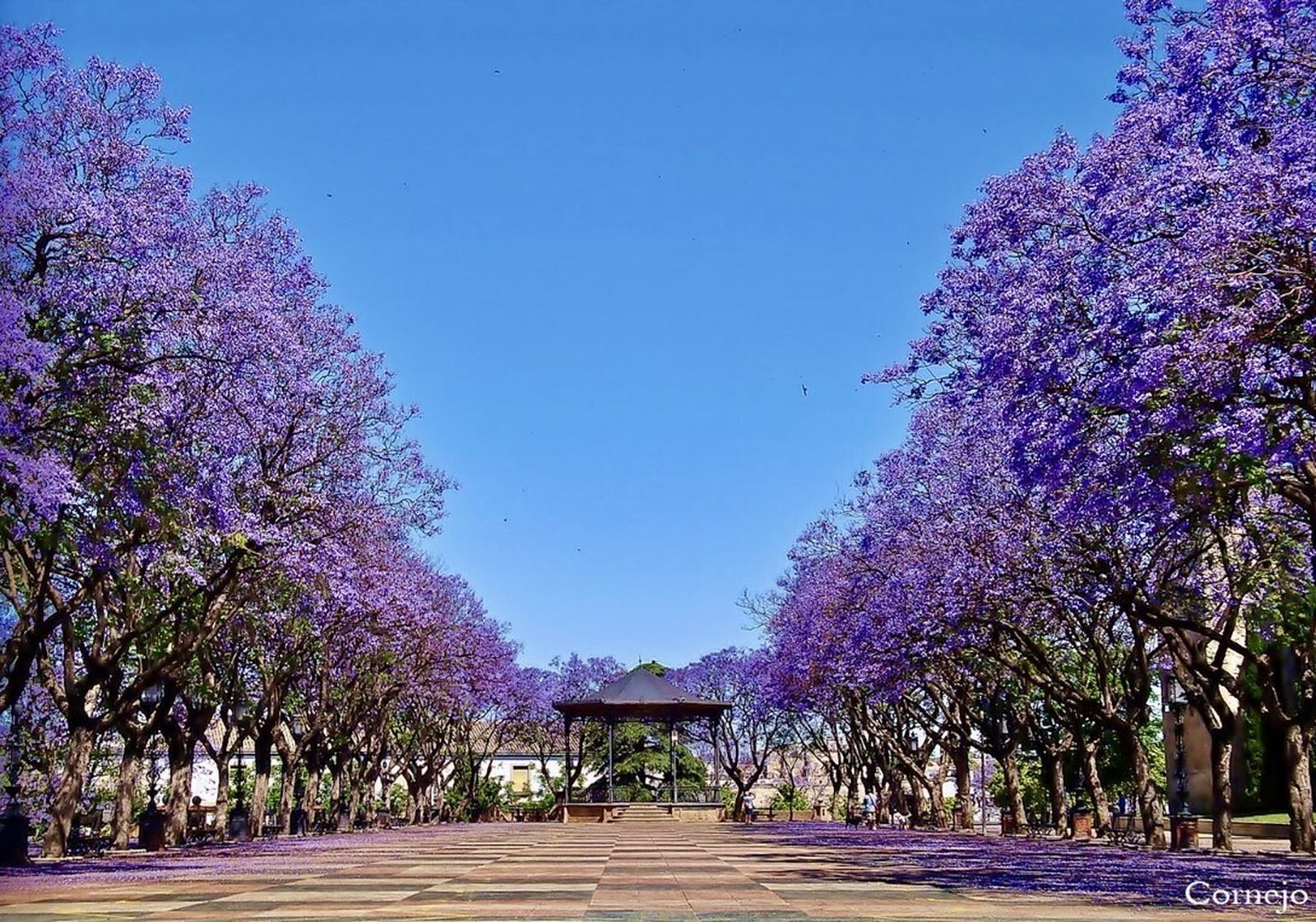 Jacarandas en la Alameda Vieja de Jerez