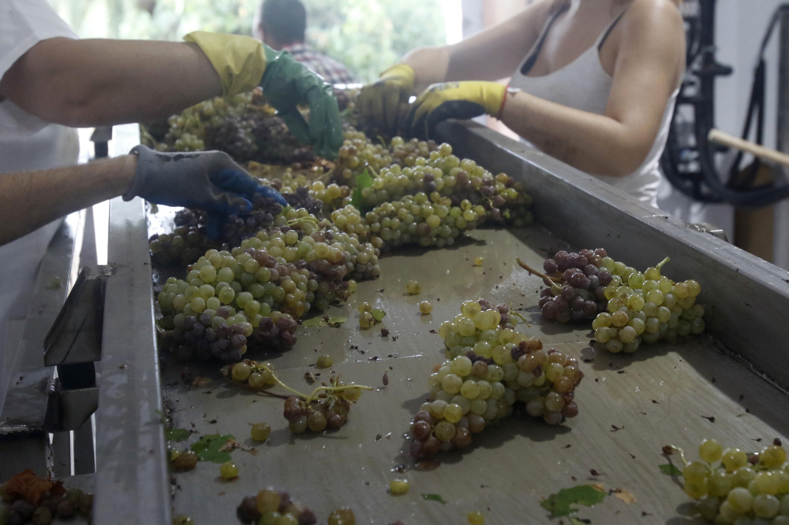 La vendimia en Montilla-Moriles, en fotografías