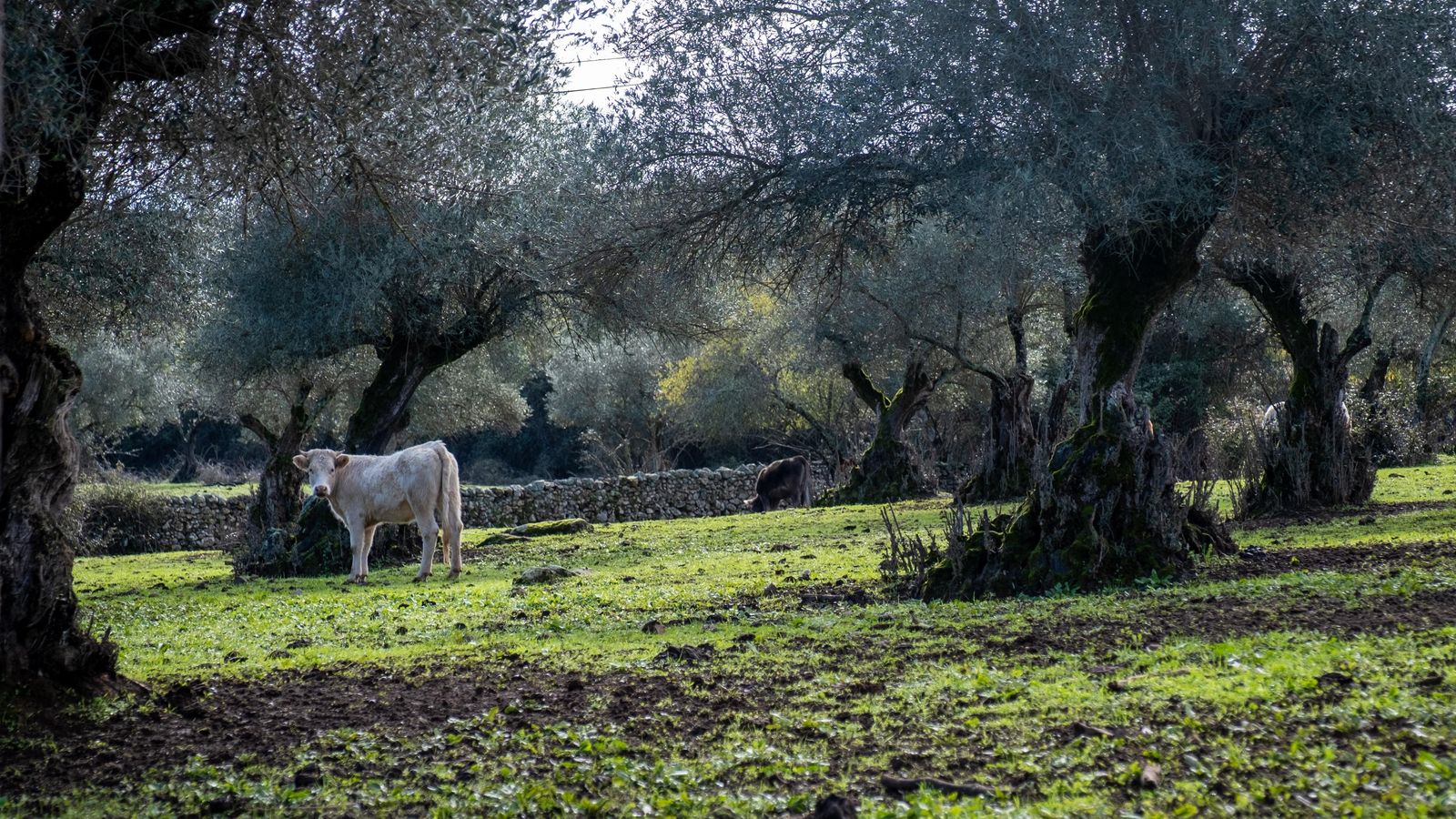 Las dehesas son la cuna de los mejores productos de su gastronomía