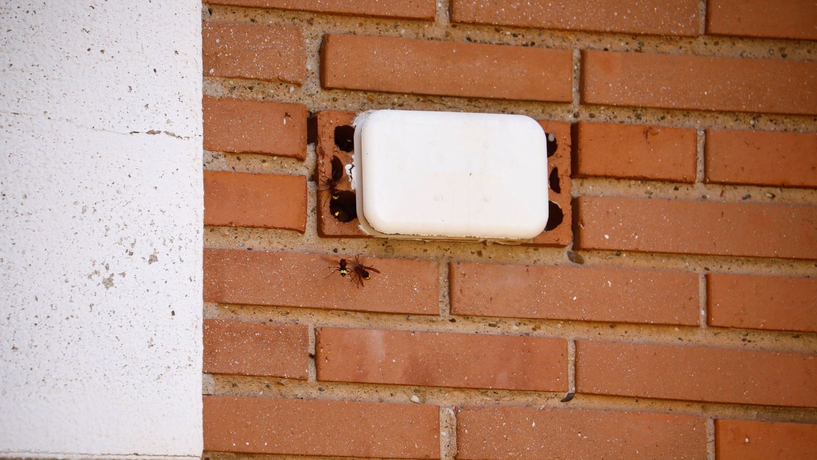 Avispones orientales en un edificio de Córdoba capital en septiembre de 2024.