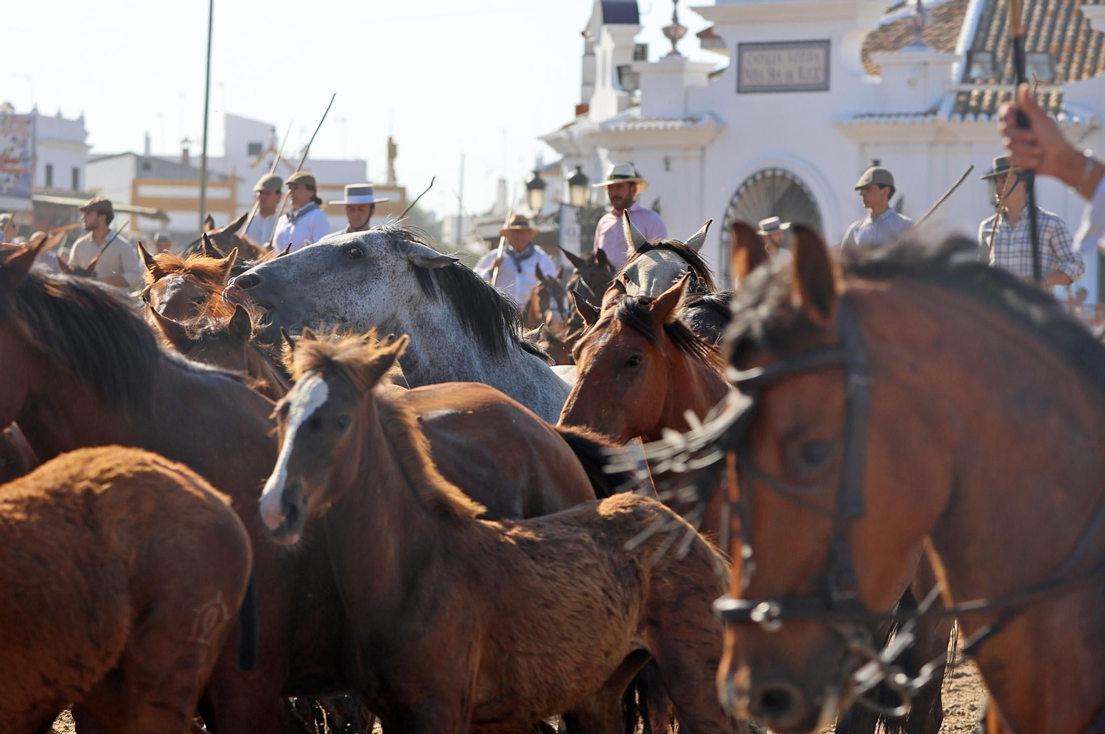 Las mejores imágenes de la Saca de las Yeguas 2025