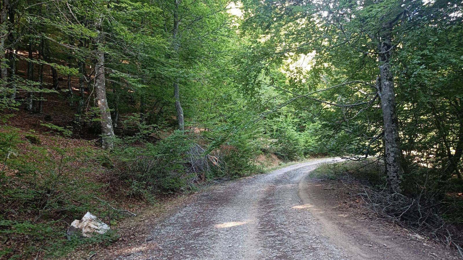 Atravesamos un precioso hayedo.