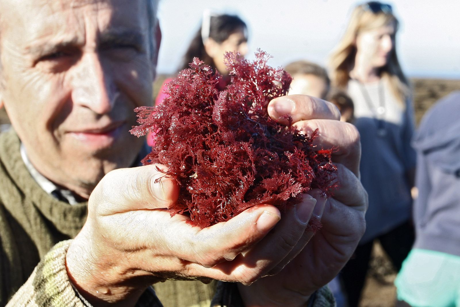 Un momento de un taller para recoger e identificar algas  impartido por la UCA  y CEI.