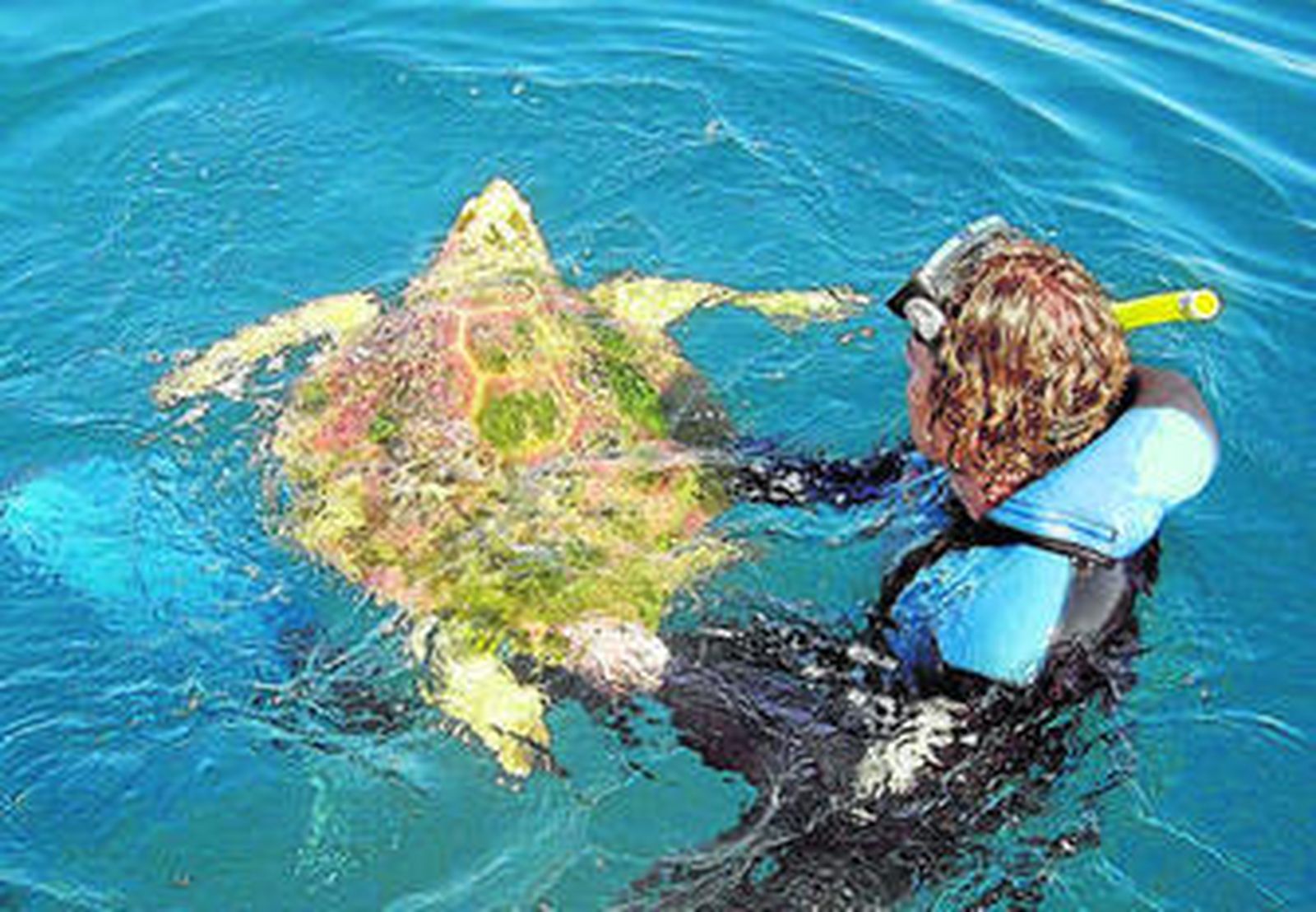 Una tortuga boba liberada en aguas de la Bahía de Algeciras, en foto de archivo.