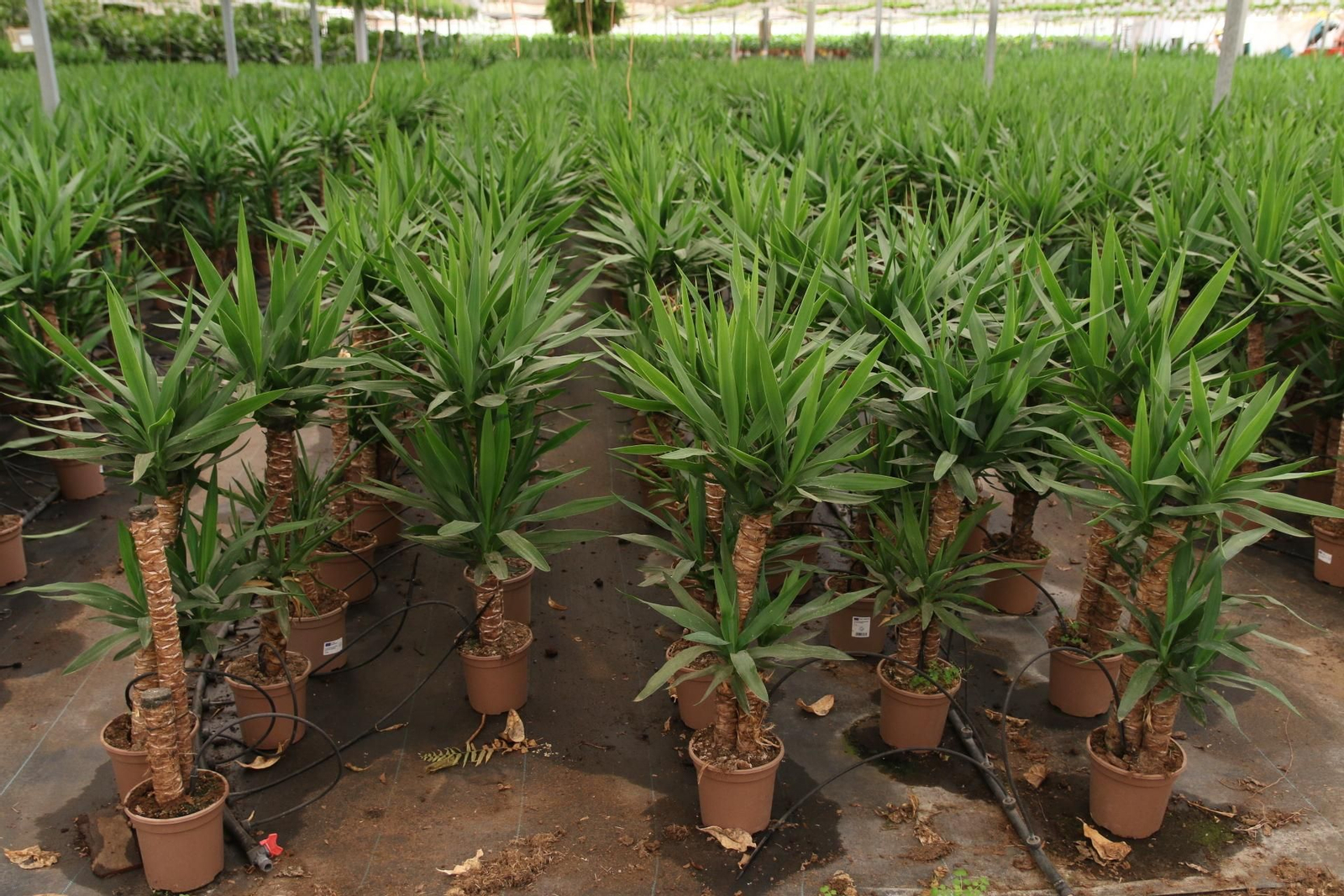 Imágenes de la venta de planta planta ornamental y flor cortada de Vícar