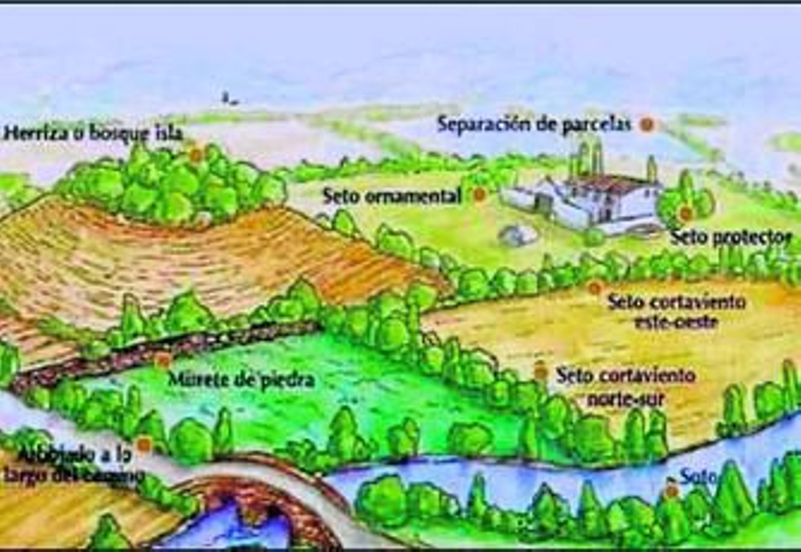 Setos, un gran papel secundario