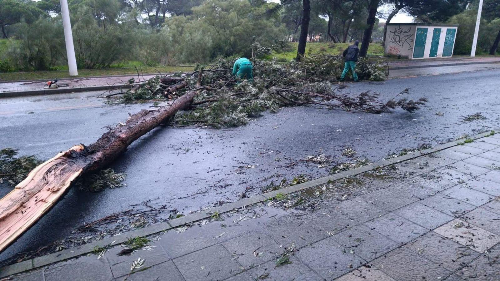 Árbol caído en mitad de una vía en Punta Umbría.